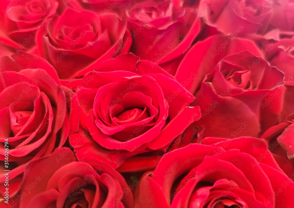 The red roses background for Valentine's day or Mother day or Woman day post card or invitation. Aroma therapy cosmetic background. Beaty salon or perfume cover backdrop. The red roses background for Valentine's day or Mother day or Woman day post card or invitation. Aroma therapy cosmetic background. Beaty salon or perfume cover backdrop.
