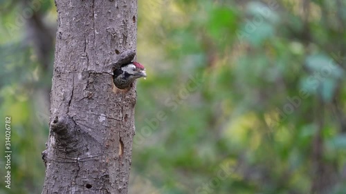 Stripe-breasted Woodpecker on trees (Scientific Name: Dendrocopos atratus)Slow motion photo