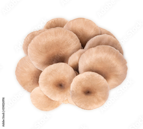 Oyster mushroom isolated on white background, Top view