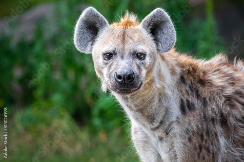 Canvas Print Close up of a wild hyena staring at the camera against a green bokeh background
