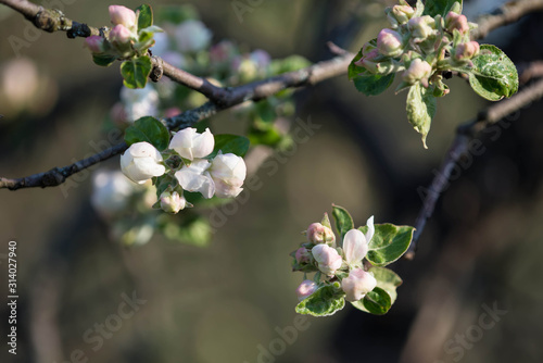 Beautiful apple tree flowers on a spring day close up