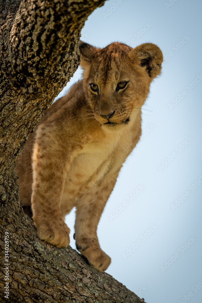 Fototapeta premium Lion cub sits looking down from tree