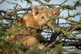 Lion cub sits in thornbush watching camera