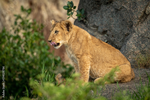 Lion cub sits on rock licking lips