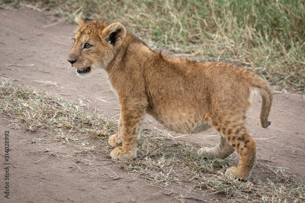Lion cub stands on track looking up Lion cub stands on track looking up