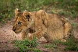 Lion cub stalks bird on sandy ground