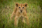Lion cub stands in grass facing camera