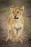 Lion cub stands on track looking left