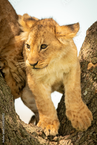 Lion cub stands by another in tree © Nick Dale
