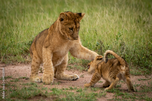 Lion cub stands pawing another in grass