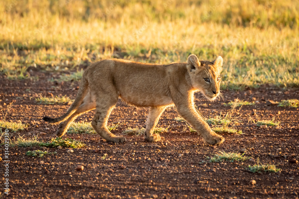 Fototapeta premium Lion cub walks on airstrip at dawn