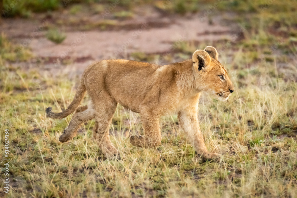 Lion cub walks on grass in savannah Lion cub walks on grass in savannah