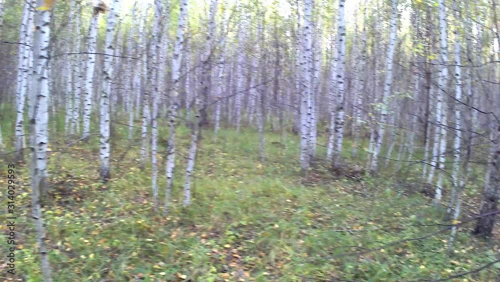 birch grove with mushrooms on the edge. birch grove with mushrooms on the edge.