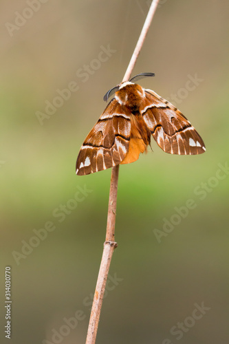 papillon de nuit sur une branche (pokobombyx versi) photo