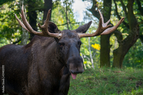 The moose (North America) or elk (Eurasia), Alces alces, is a member of the New World deer subfamily and is the largest and heaviest extant species in the deer family. © Jan