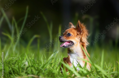 dog on the grass