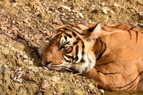 A closeup picture of female Bengal tiger