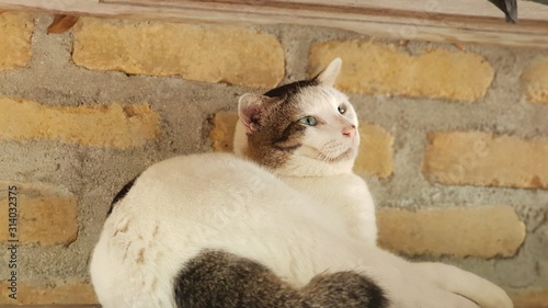Fototapeta Naklejka Na Ścianę i Meble -  Fat Cat 1