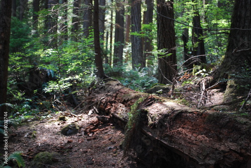 Vancouver Forest 7 © Larissa
