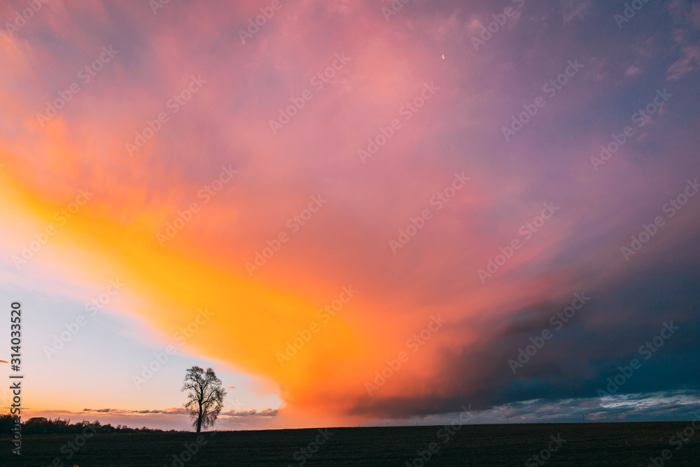 Lonely Tree Growing In Spring Field At Sunrise. Morning Sunrise Sky Above Dark Countryside Meadow Landscape. Spring Nature Lonely Tree Growing In Spring Field At Sunrise. Morning Sunrise Sky Above Dark Countryside Meadow Landscape. Spring Nature