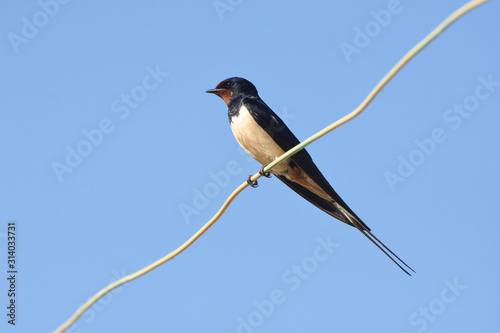 Swallow (bird) on wire over blue sky. Barn swallow in Europe in spring, migratory bird