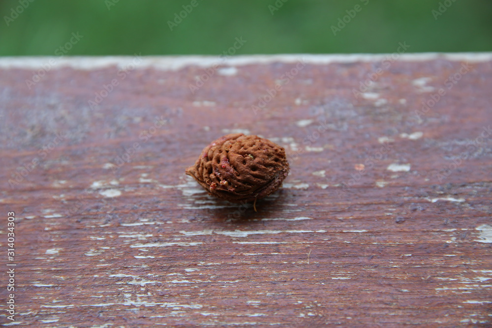 Peach pit closeup isolated on wooden background. peach fruit stone isolated on wooden background . Peach pit closeup isolated on wooden background. peach fruit stone isolated on wooden background .