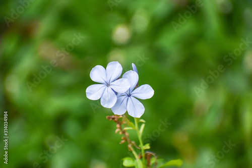 blue flower