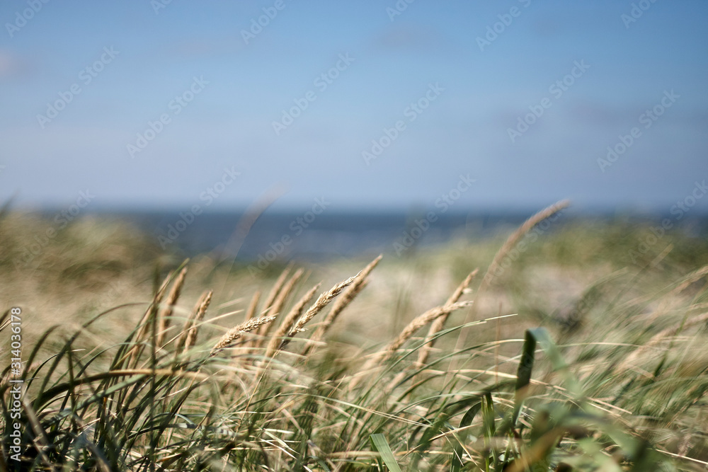 Fototapeta premium Dune landscape on the Danish coast