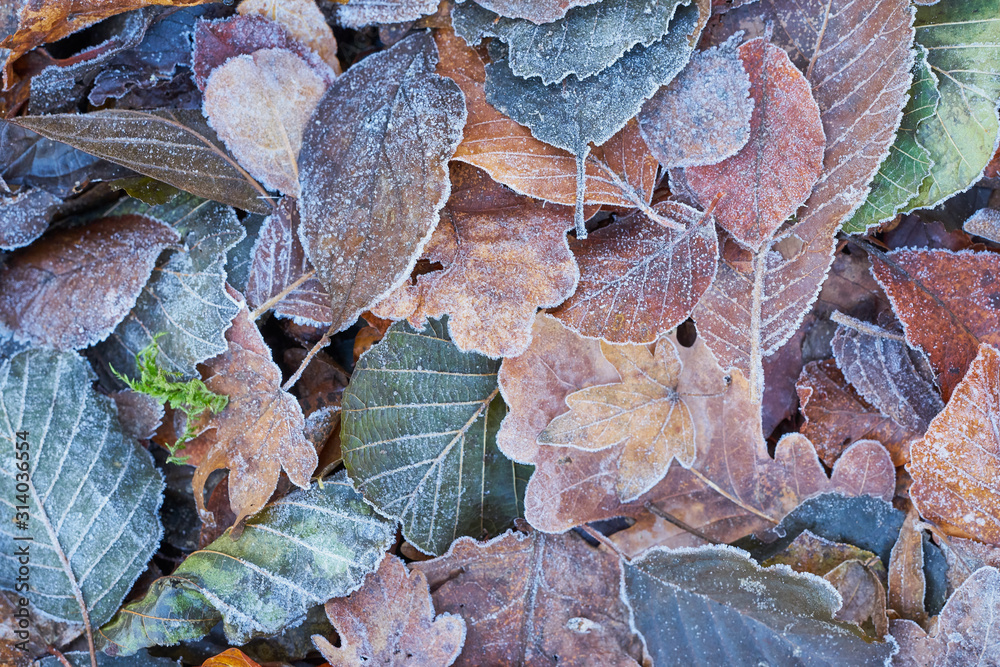 Dekoratives buntes Herbstlaub mit Eiskristallen nach dem ersten Frost Dekoratives buntes Herbstlaub mit Eiskristallen nach dem ersten Frost