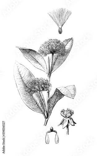 Milkweed butterfly weed. (Asclepias syriaca) silkweed, silky swallow-wort,Virginia silkweed. A flower has bright – orange or pink color and leaves are long and pointed, is illustration Brockhaus 1908 photo