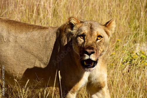 Tiefer Blick in die Augen einer Löwin Namibia photo