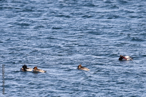 Ducks flock swimming in sea in sunny day. Group of wild Goosander (Mergus merganser) males and females in natural habitat. Diving pochard seabirds on the move.