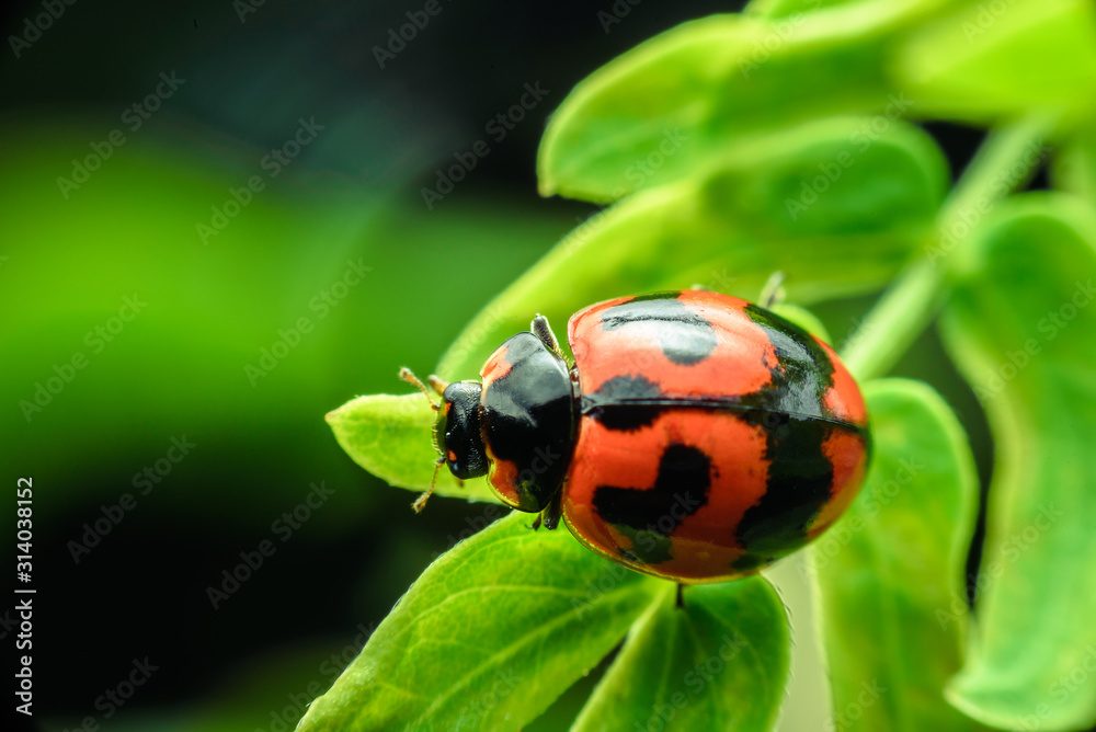 Fototapeta premium Ladybug with red stripes, black, walking on green leaves, beautiful morning.