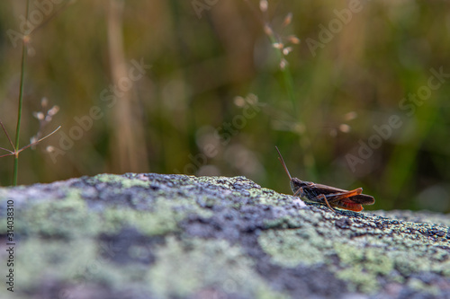 grasshopper in swedish forest © mattias