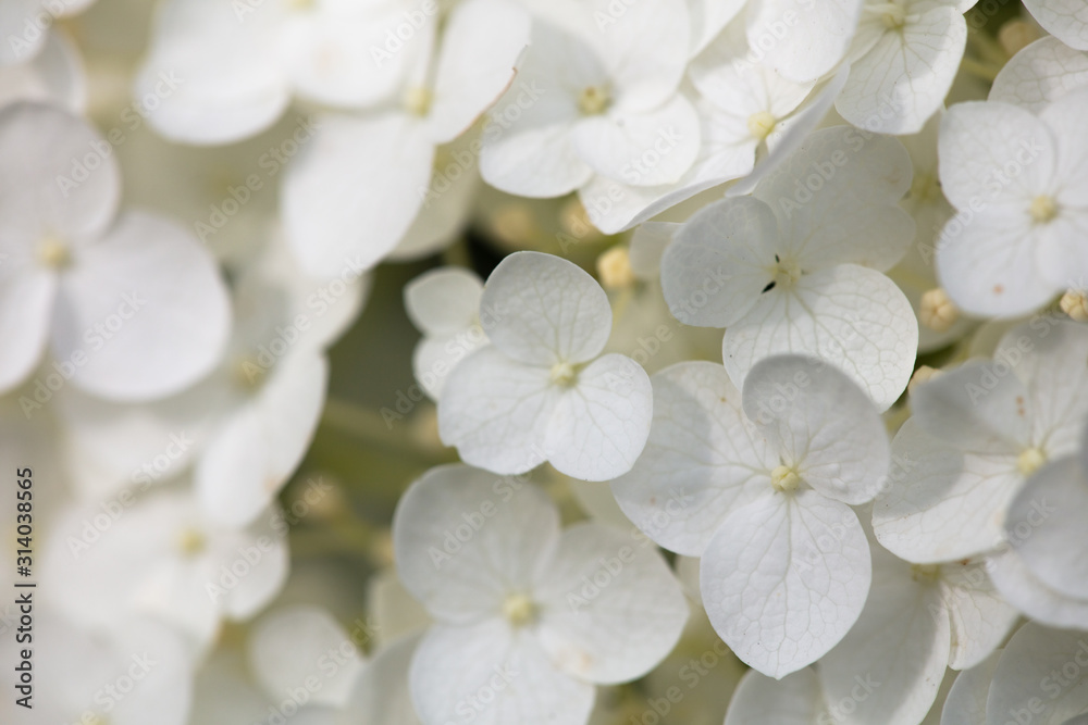 unsharp flowers for  background