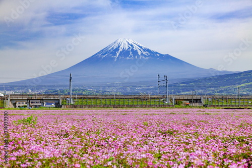 富士山とレンゲ畑、静岡県富士市中里にて