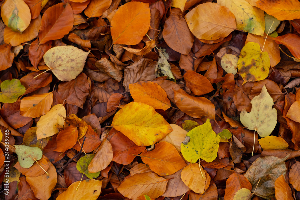 Herbstlaub im Wald Herbstlaub im Wald