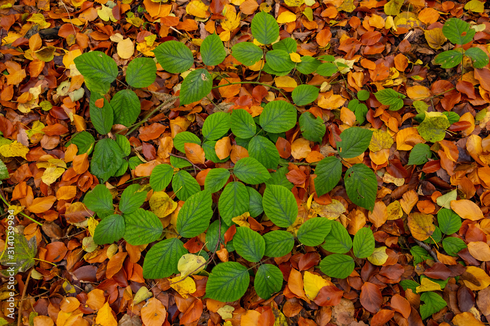 Herbstlaub im Wald Herbstlaub im Wald