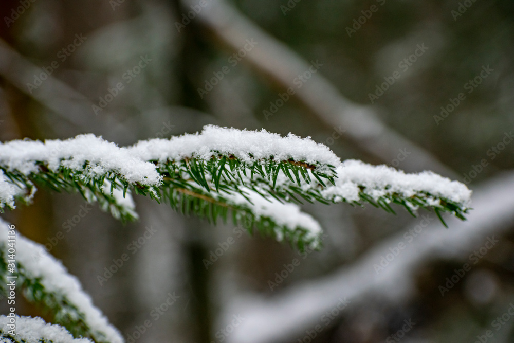Spruce covered with snow in the harsh Russian forest. Spruce covered with snow in the harsh Russian forest.