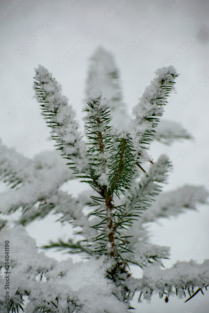 Spruce covered with snow in the harsh Russian forest.