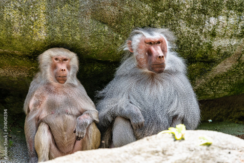 The hamadryas baboon, Papio hamadryas is a species of baboon