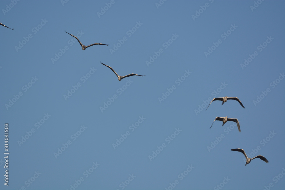 Gray Heron (Ardea cinerea)