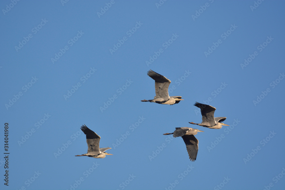 Obraz premium Gray Heron (Ardea cinerea)
