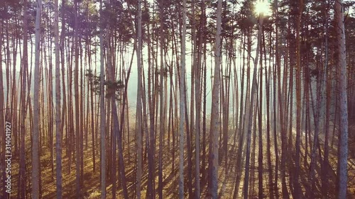 Beautiful aerial shot of coniferous forest sun beams flying camera in woods