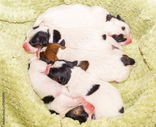 Dog puppies Jack Russell terrier right after birth. Small dogs.
