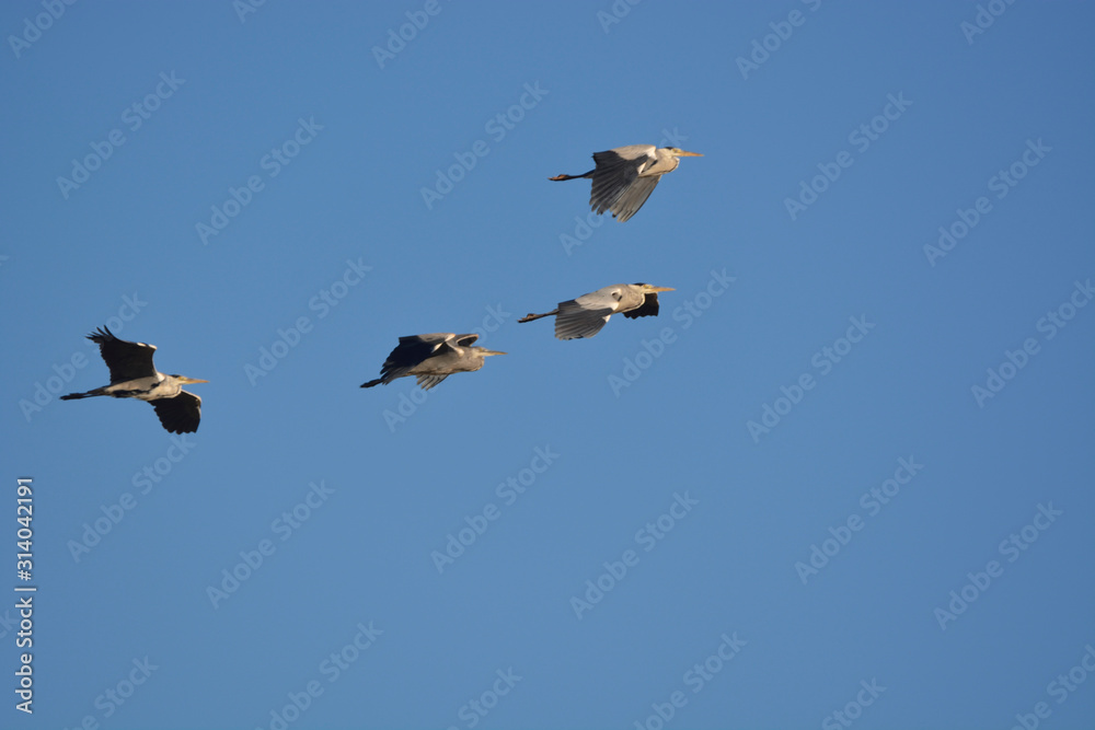 Fototapeta premium Gray Heron (Ardea cinerea)