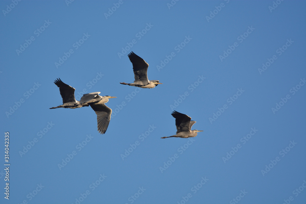 Obraz premium Gray Heron (Ardea cinerea)