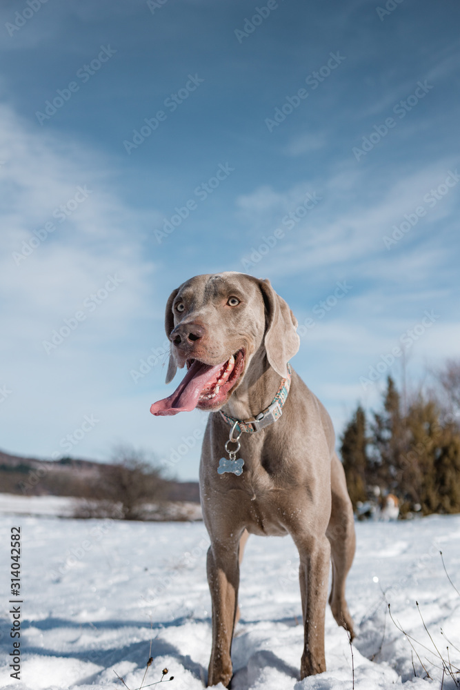 Weimaraner patiently waiting for his toy Weimaraner patiently waiting for his toy