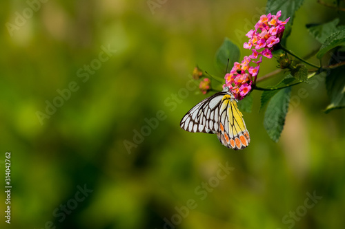 Butterfly With Open Wings On Flowers  © Passion
