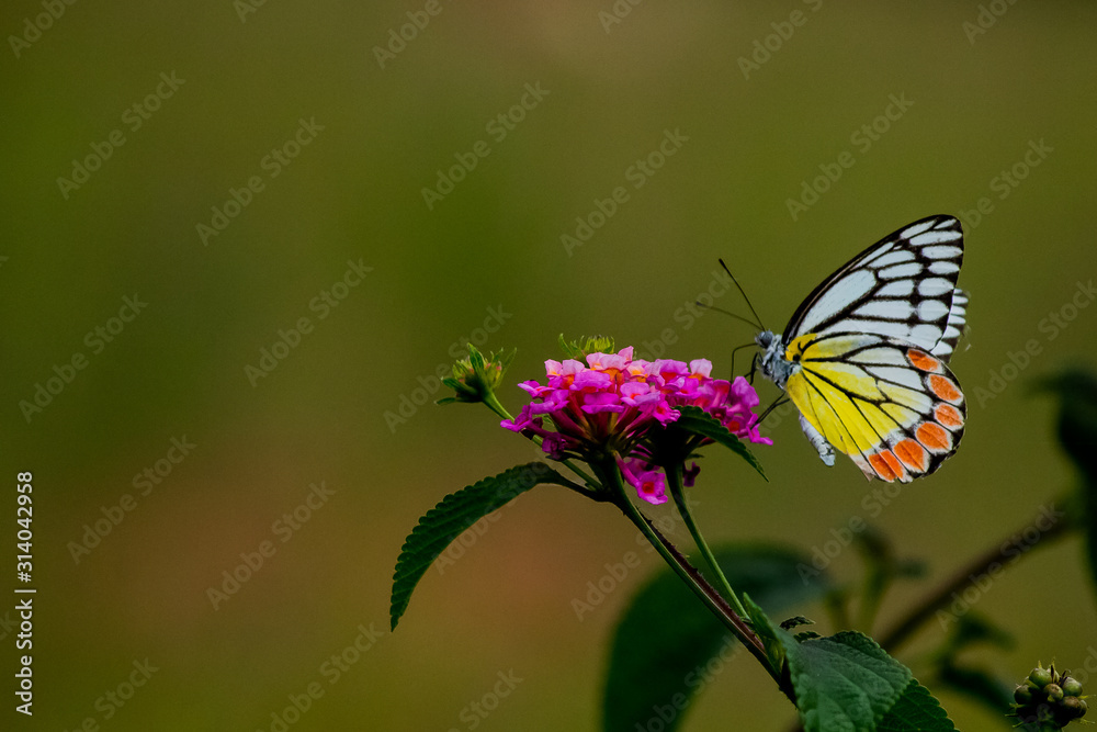 Naklejka premium Butterfly With Open Wings On Flowers 
